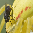 Misumena vatia